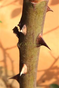  Prickles